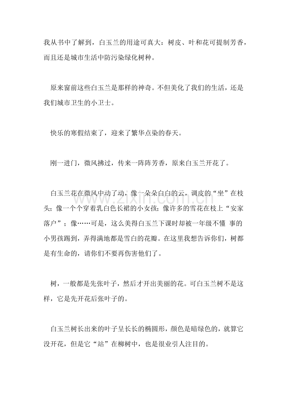 2022年白玉兰树作文300字.doc_第2页