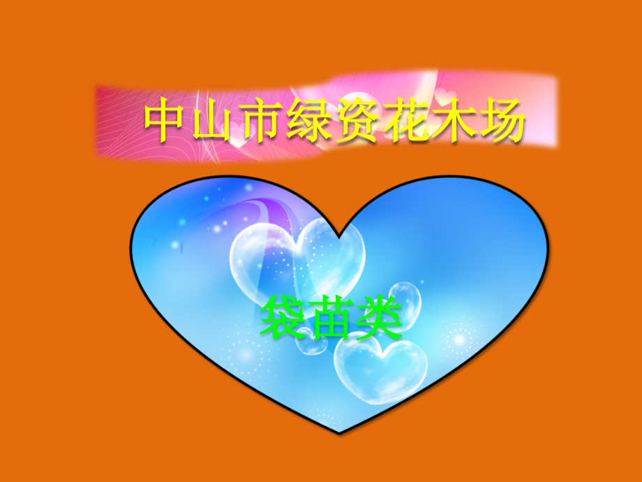 绿化工程,园林绿化,广东花木之朱蕉,蜘蛛兰,紫背竹芋,栀子花介绍11.ppt_第1页