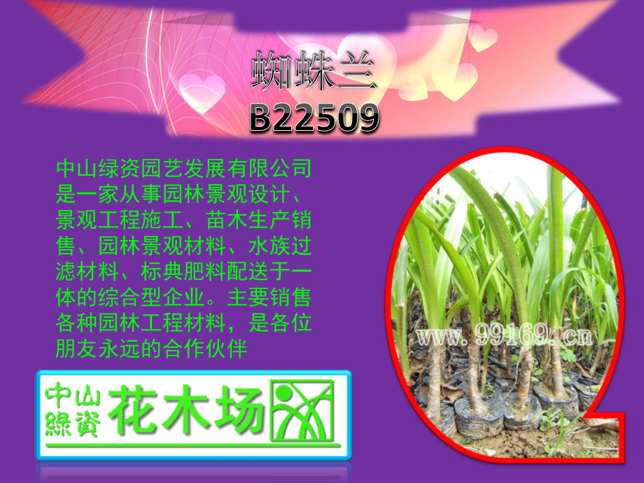 绿化工程,园林绿化,广东花木之朱蕉,蜘蛛兰,紫背竹芋,栀子花介绍11.ppt_第2页