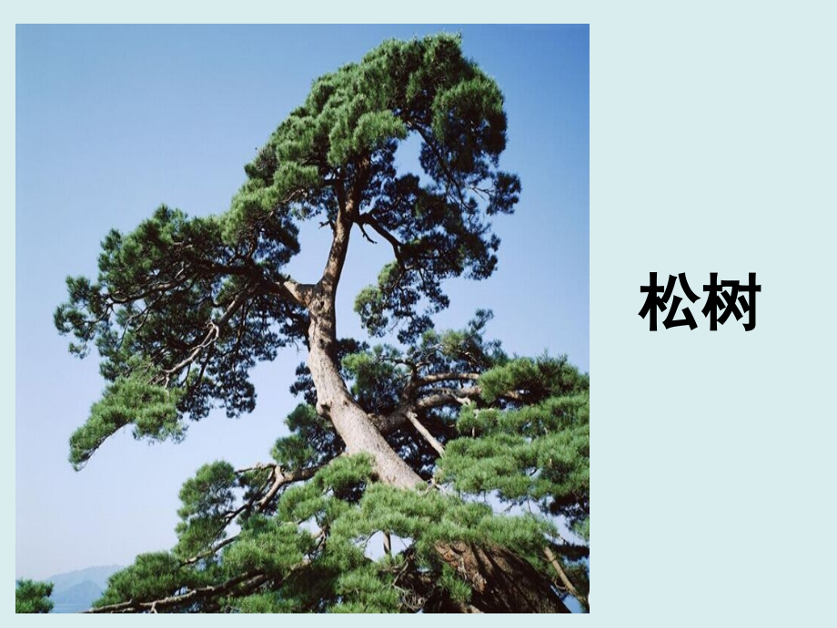 松树和青藤公开课课件.ppt_第2页