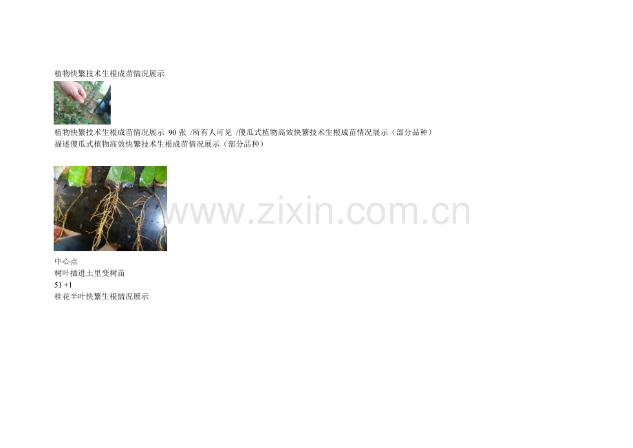 植物快繁技术生根成苗情况展示.doc_第1页