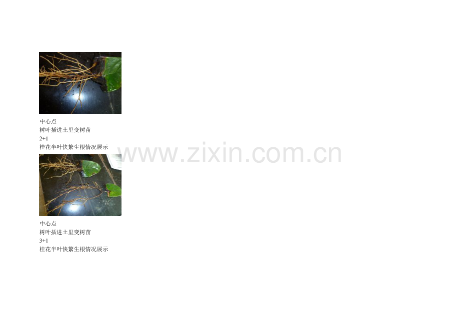 植物快繁技术生根成苗情况展示.doc_第2页