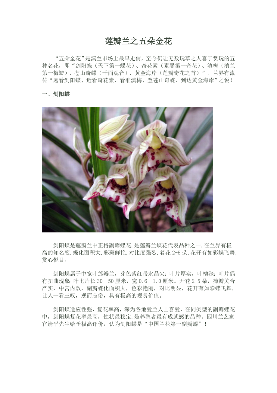 莲瓣兰之五朵金花.doc_第1页