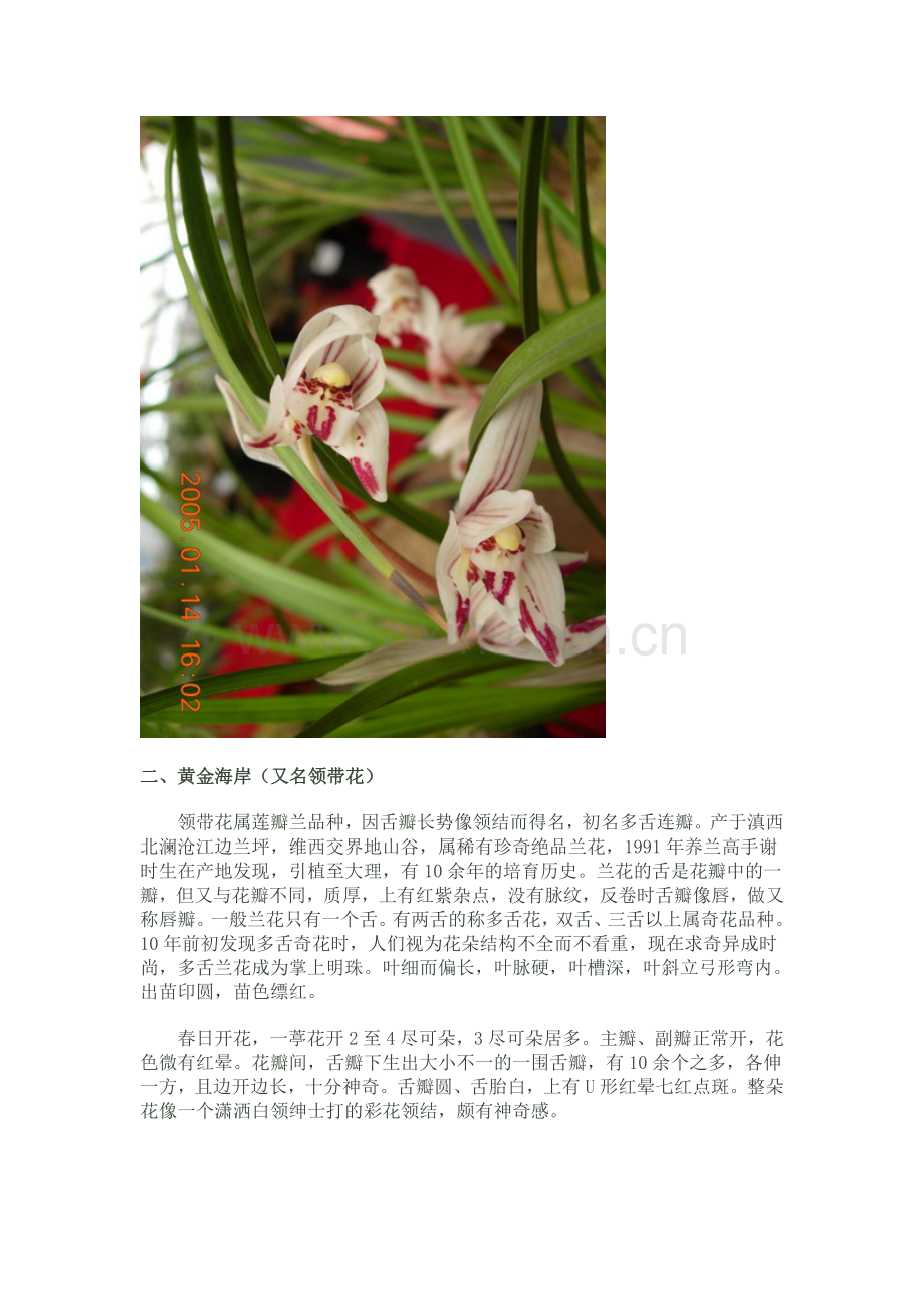 莲瓣兰之五朵金花.doc_第2页