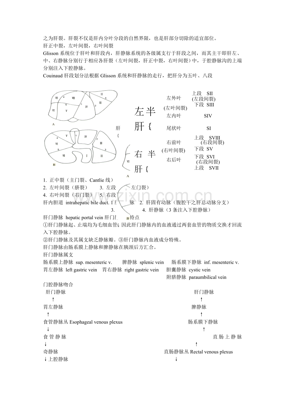 肝的应用解剖Applied Anatomy of the liv.doc_第2页