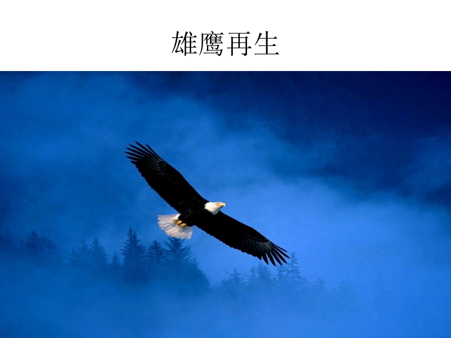 雄鹰的再生.ppt_第1页