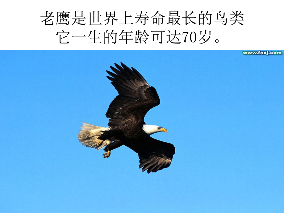 雄鹰的再生.ppt_第2页