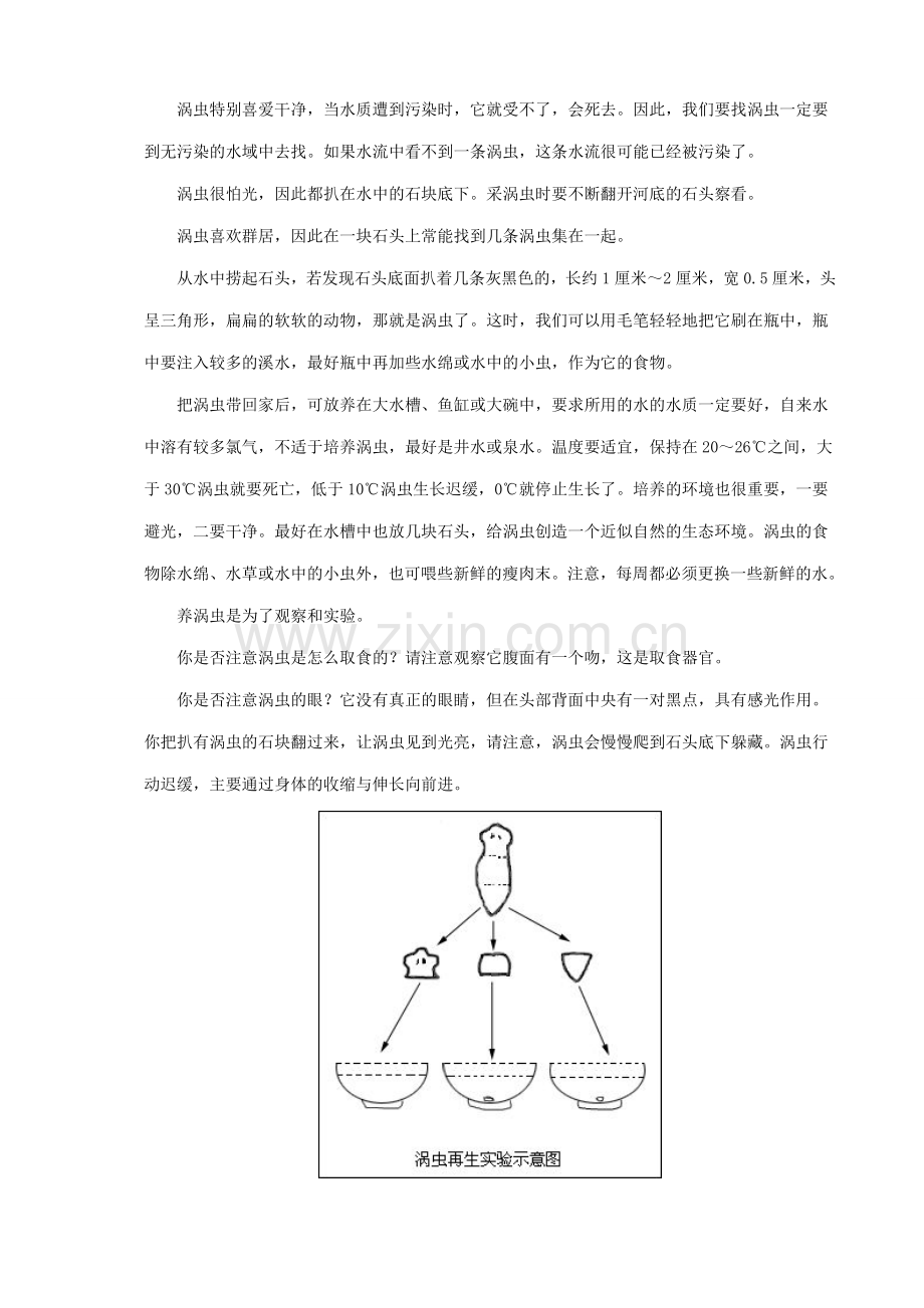 八年级生物新人教版涡虫.doc_第2页