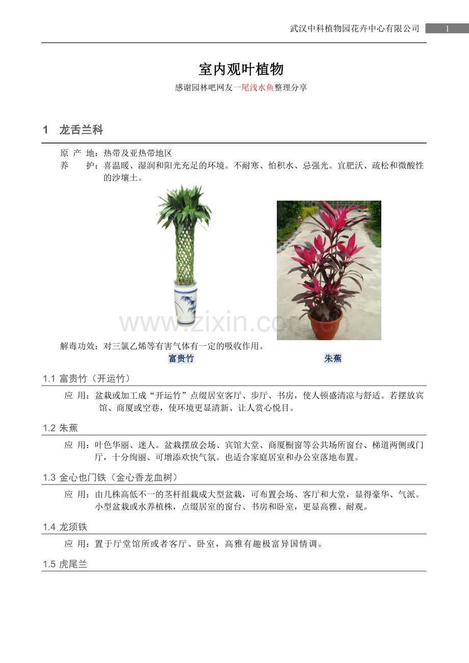 室内观叶植物.doc_第1页