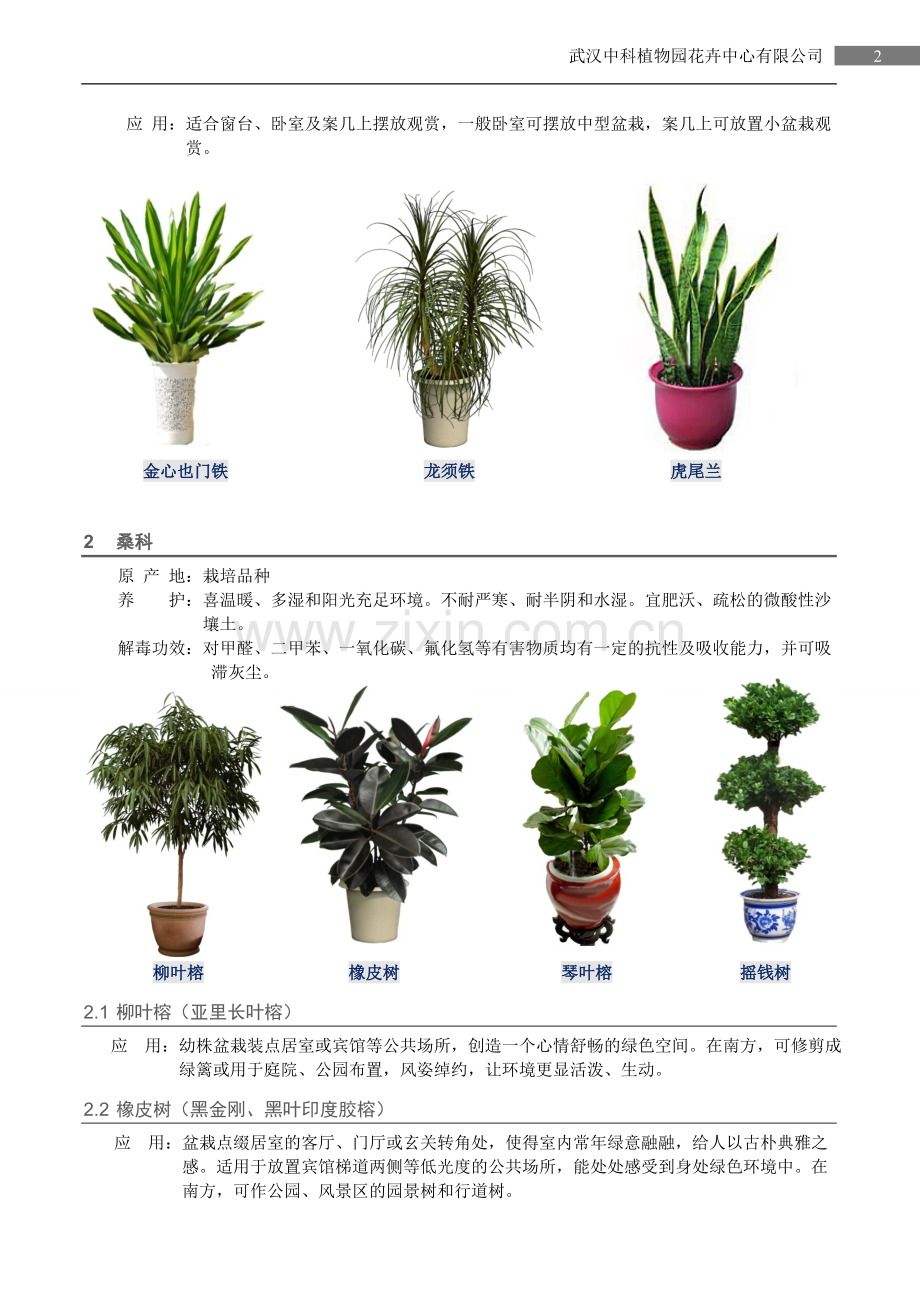 室内观叶植物.doc_第2页