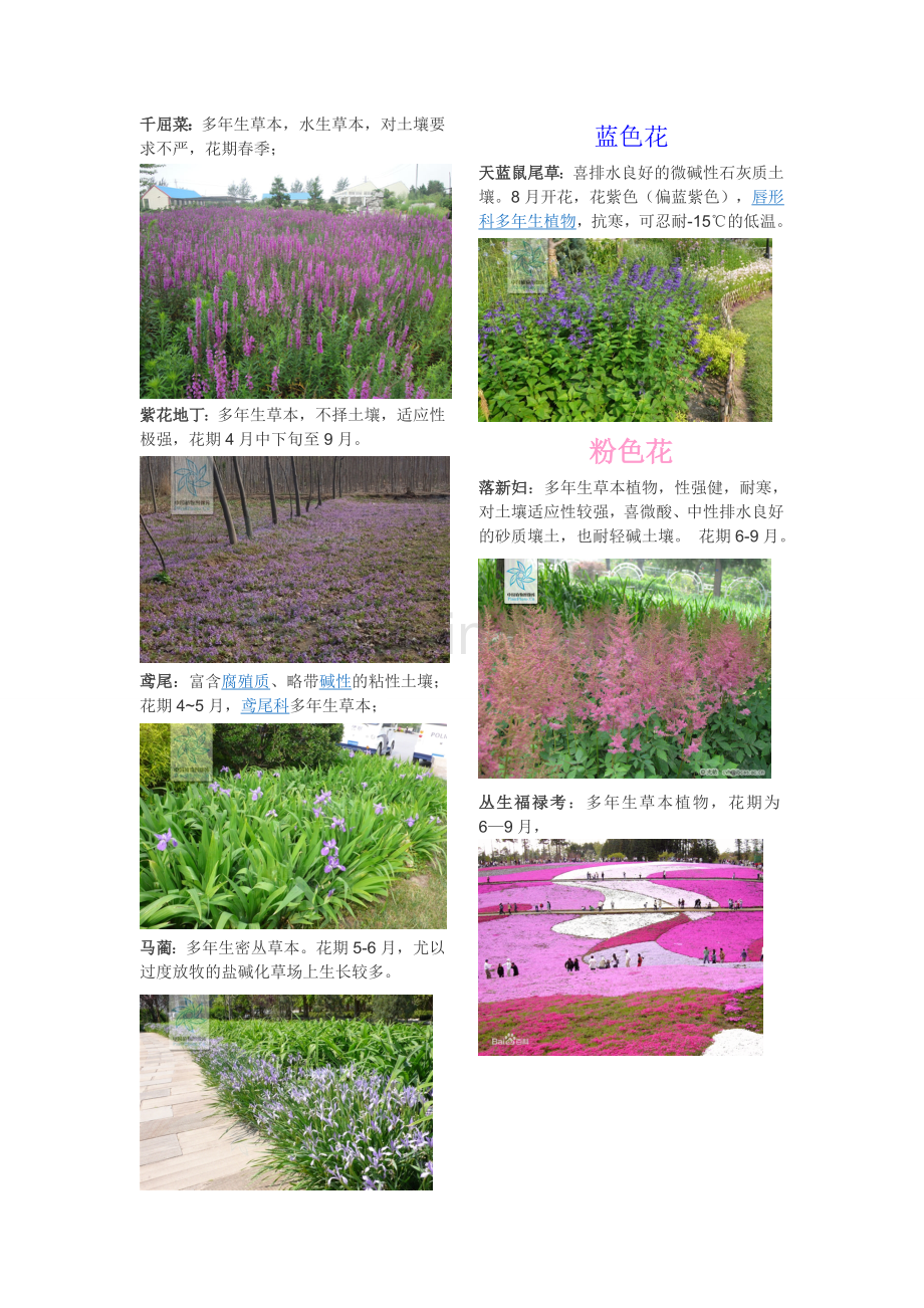 草花按颜色分类.doc_第2页