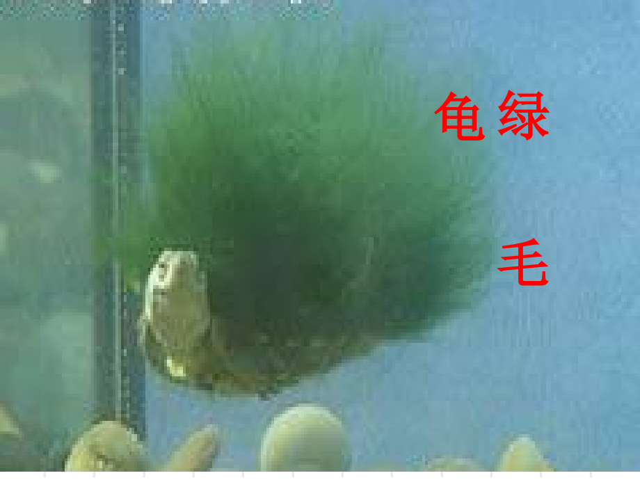 绿毛龟ppt公开课.ppt_第2页