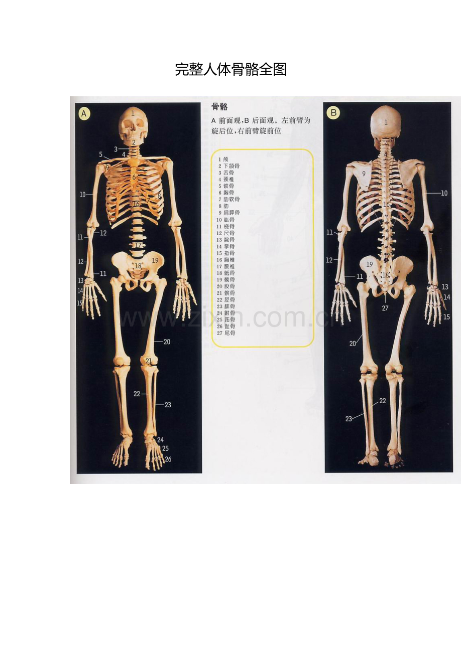 完整人体骨骼全图.doc_第1页