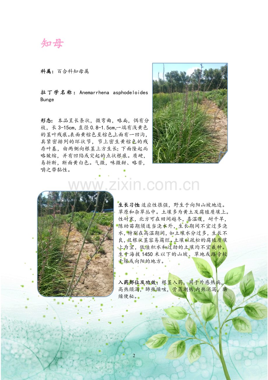 植物图鉴1-7(1).doc_第2页