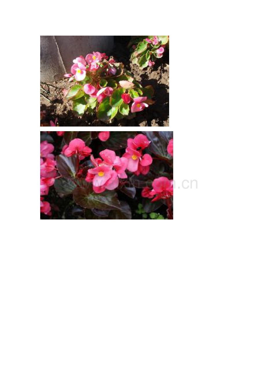 玻璃海棠根治结石.doc_第2页