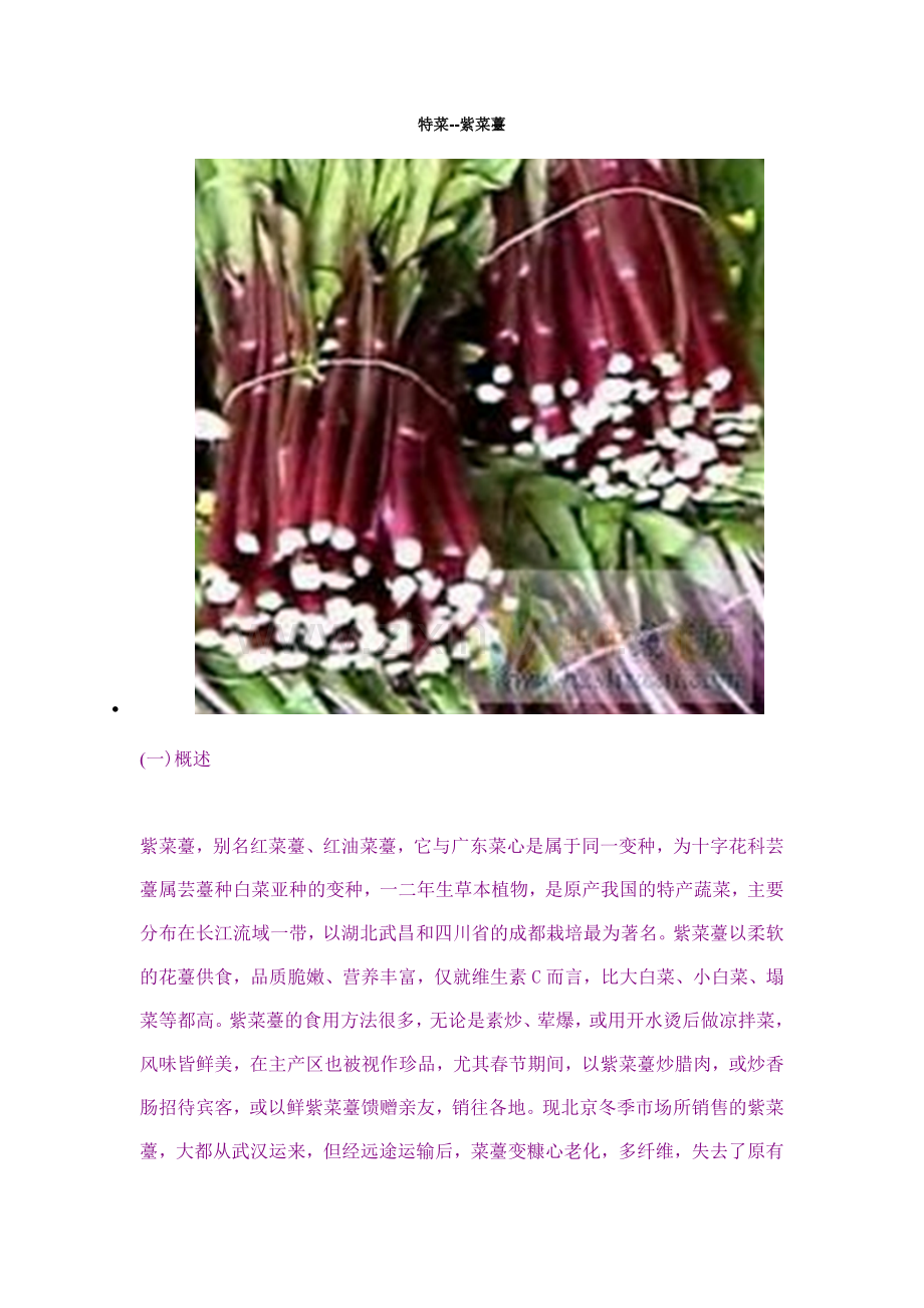 特菜--紫菜薹.doc_第1页