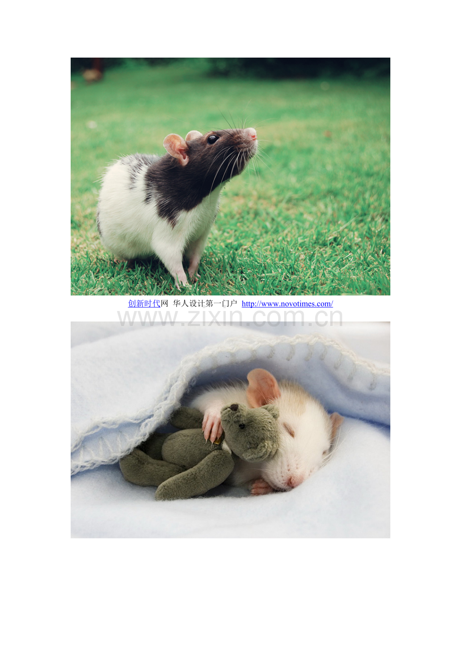 JessicaFlorence摄影之可爱的仓鼠创新时代网供稿摄影欣赏.doc_第2页