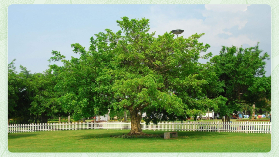 观察叶 教学PPT.pptx_第1页