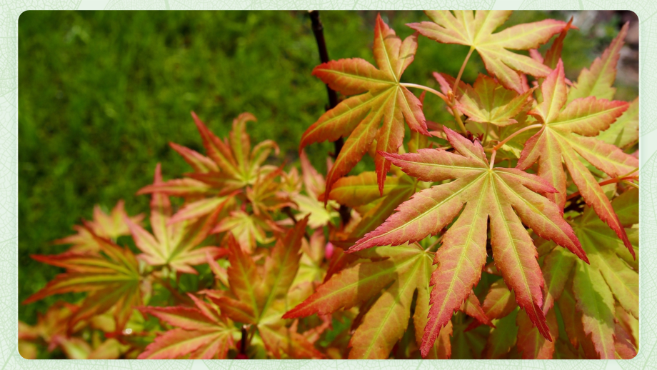 观察叶 教学PPT.pptx_第2页