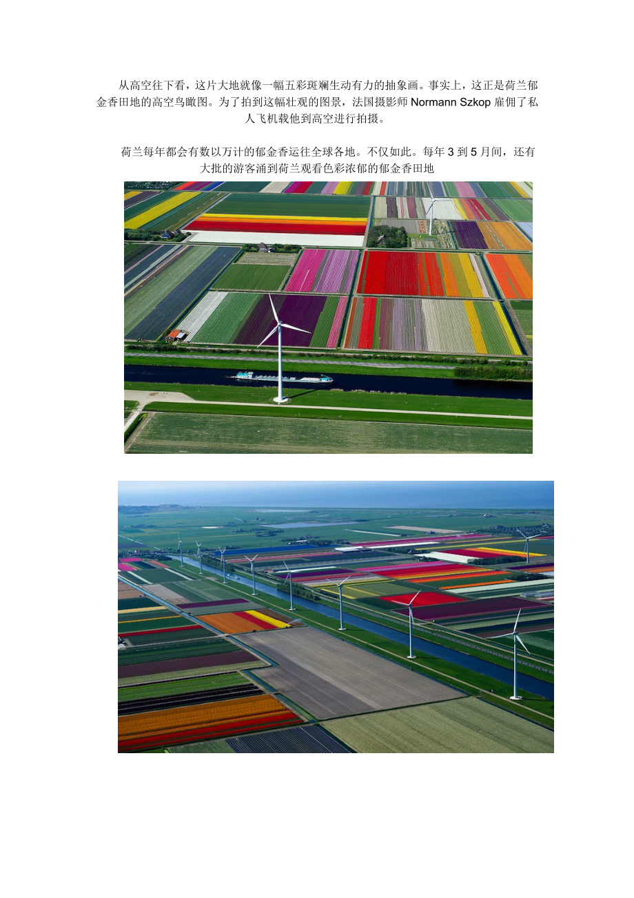 五彩斑斓生动有力的荷兰郁金香田地.doc_第1页