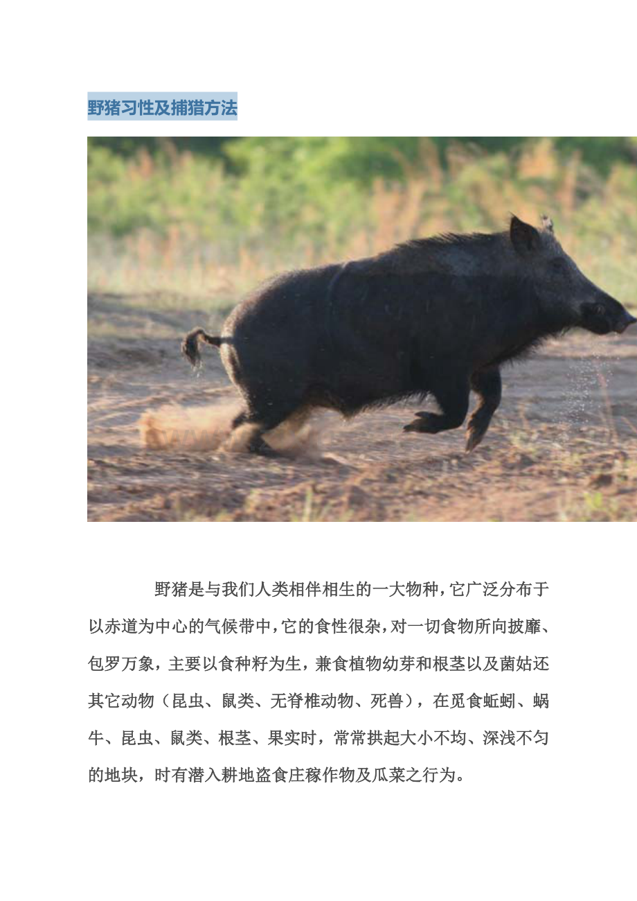 野猪习性及捕猎方法.doc_第1页