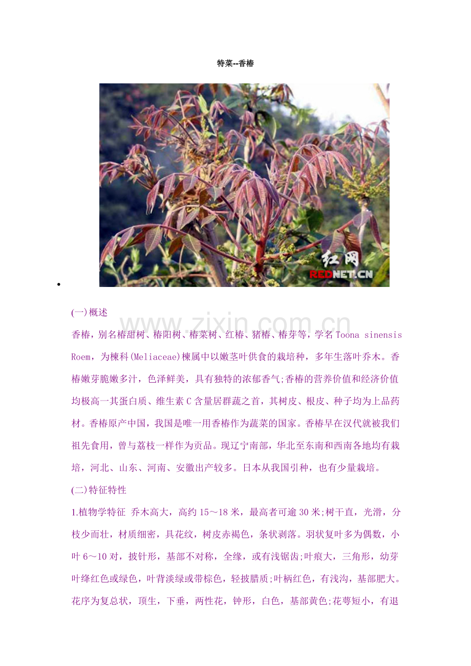 特菜--香椿.doc_第1页