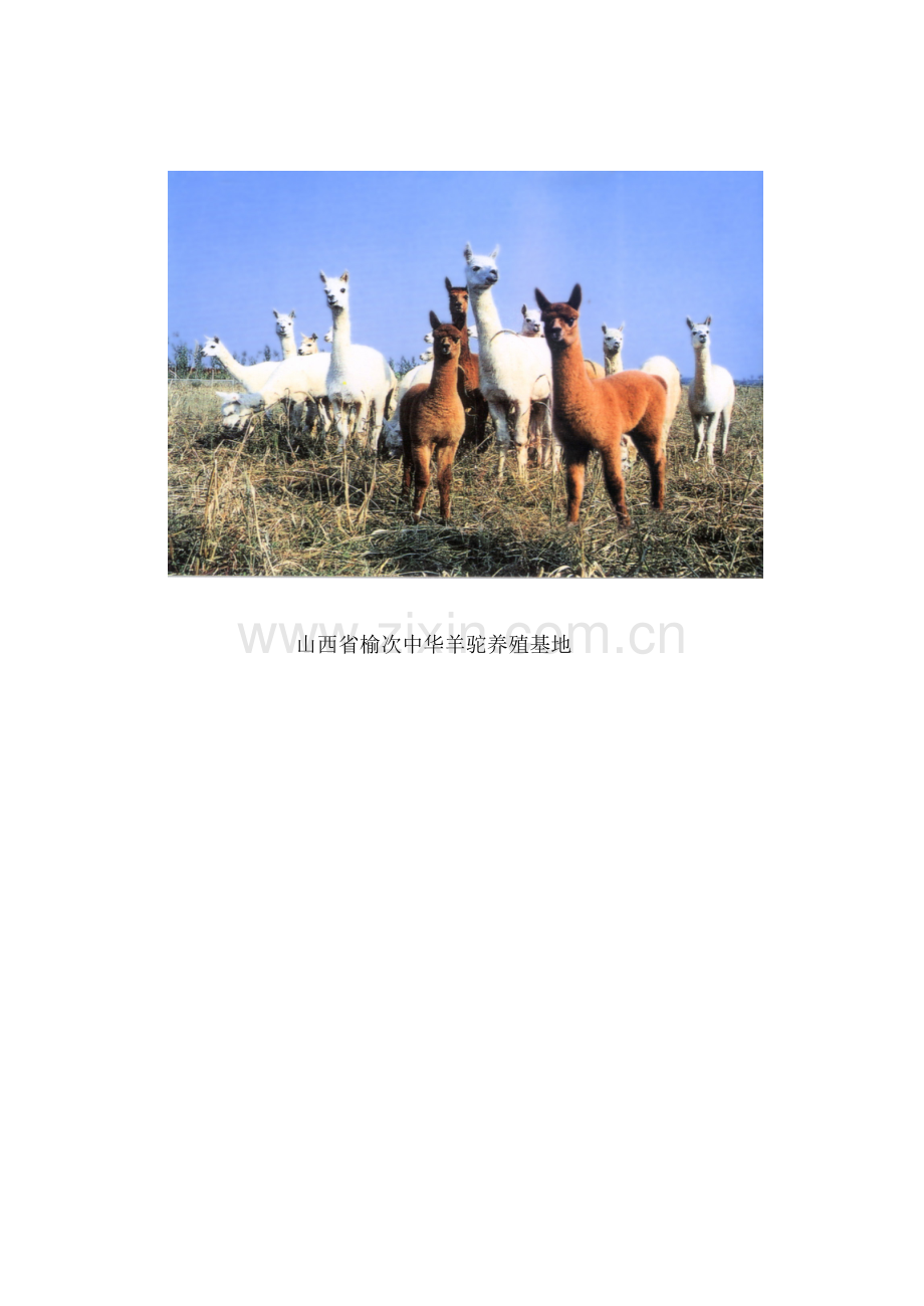 山西省榆次中华羊驼养殖基地.doc_第1页