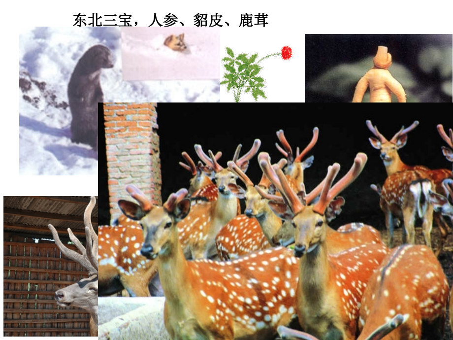 中国东北地区 (2).ppt_第1页
