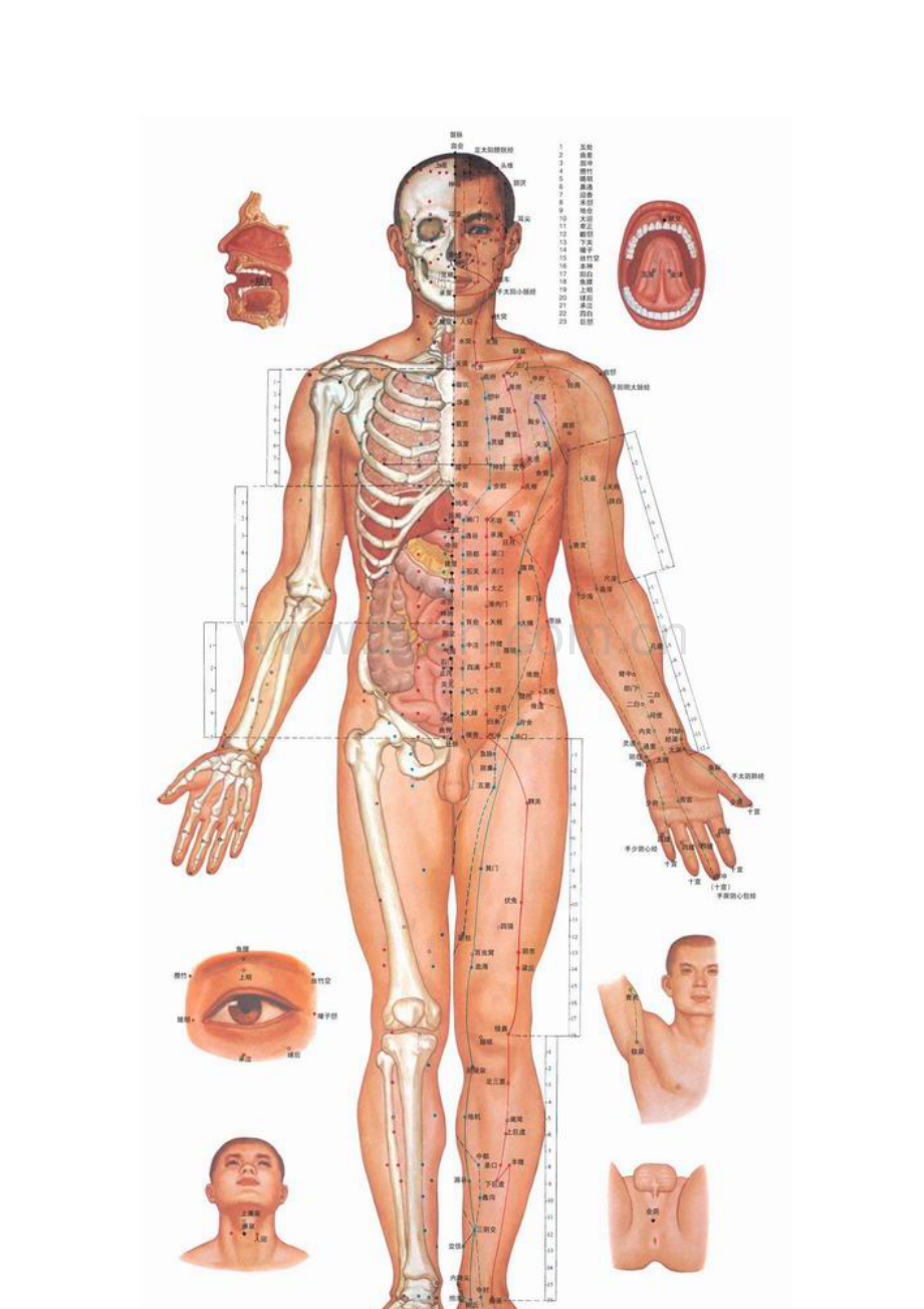 彩色针灸经络穴位图.doc_第1页