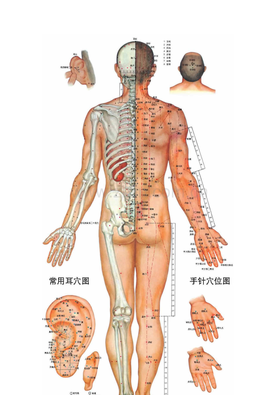 彩色针灸经络穴位图.doc_第2页