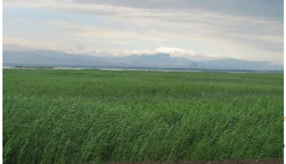 二年级上册敕勒歌PPT.ppt_第1页