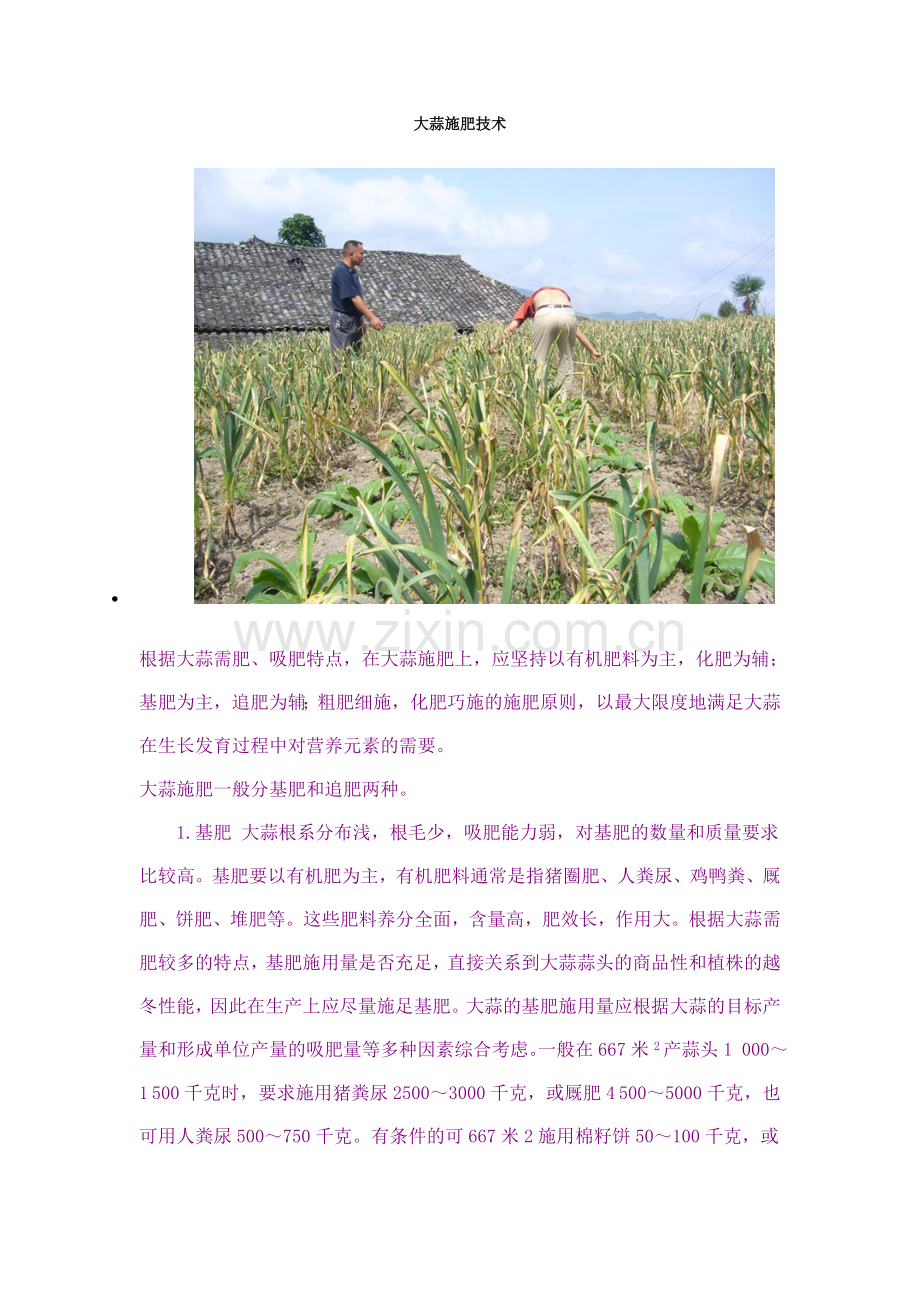 大蒜施肥技术.doc_第1页