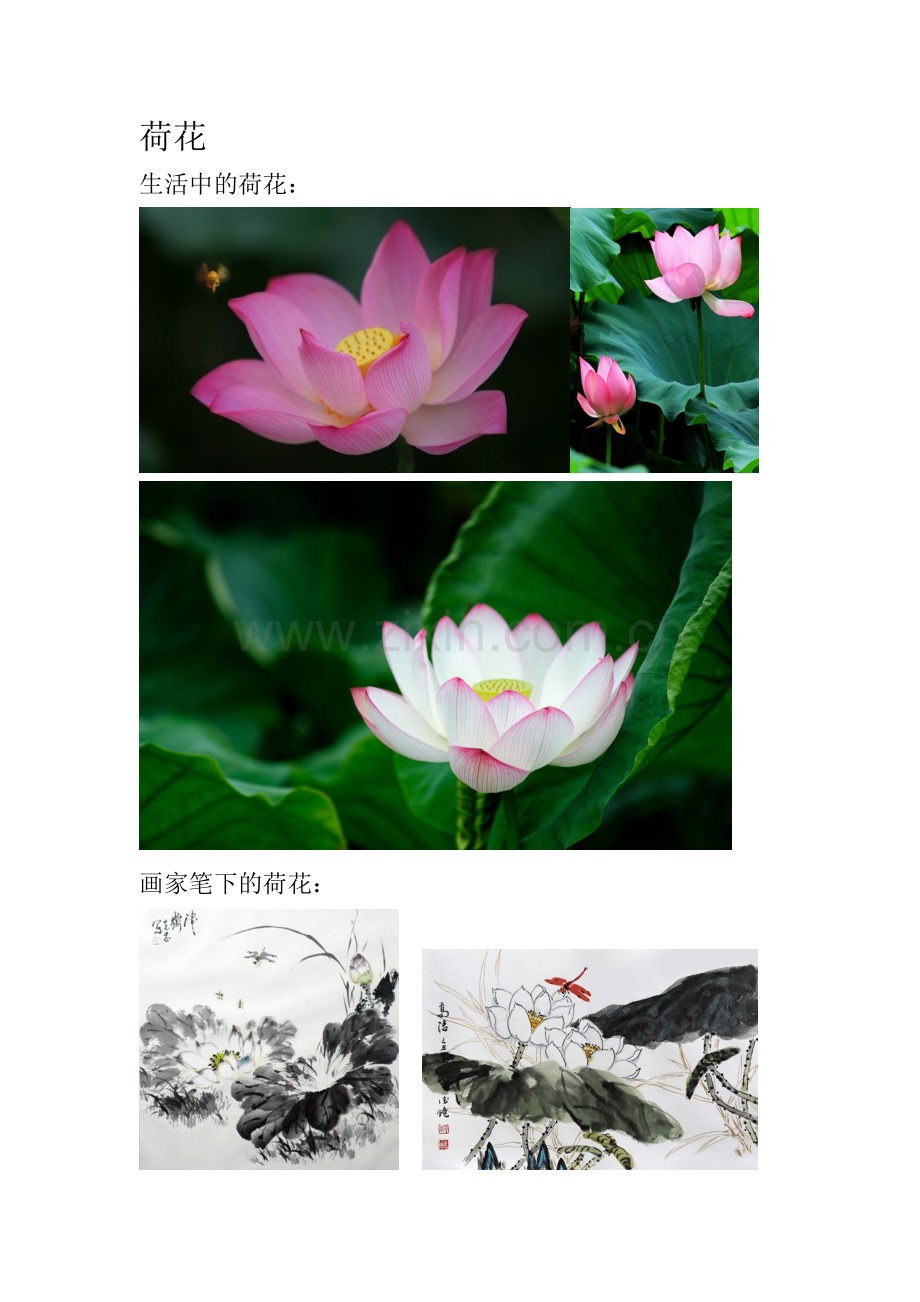 第七课：荷花.doc_第1页