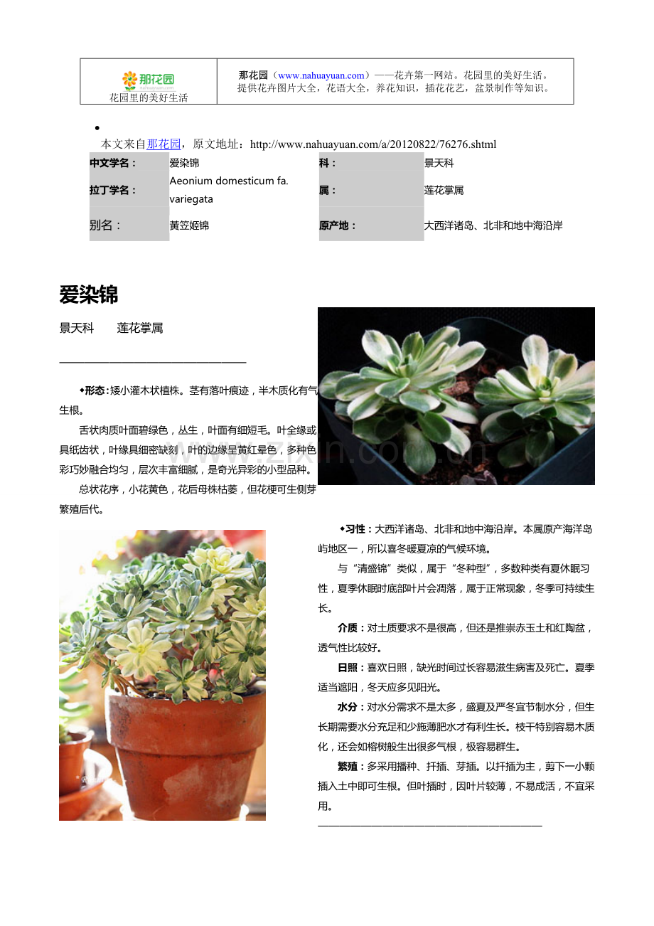 多肉植物习性、种植技术及图鉴：爱染锦.doc_第1页