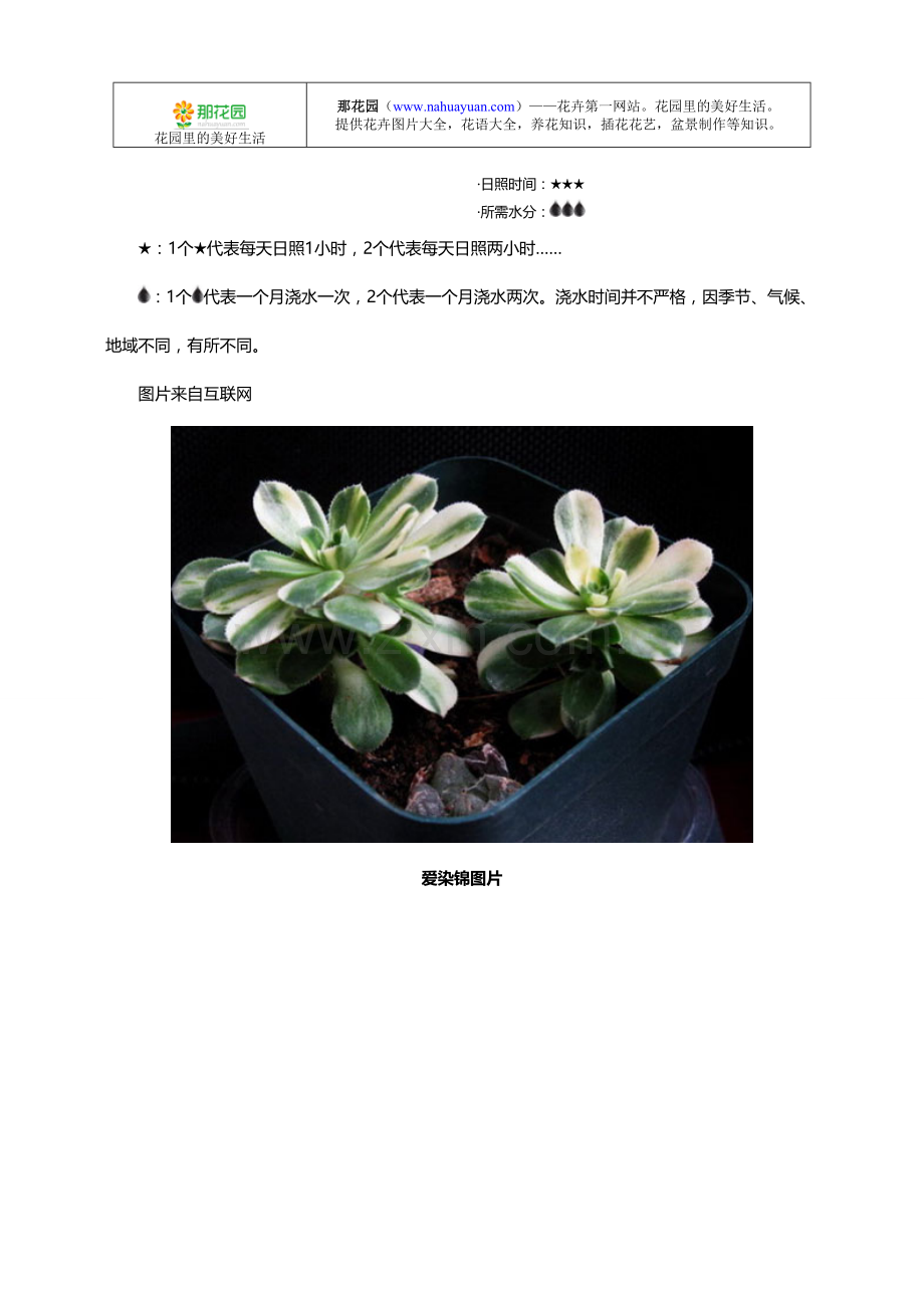 多肉植物习性、种植技术及图鉴：爱染锦.doc_第2页