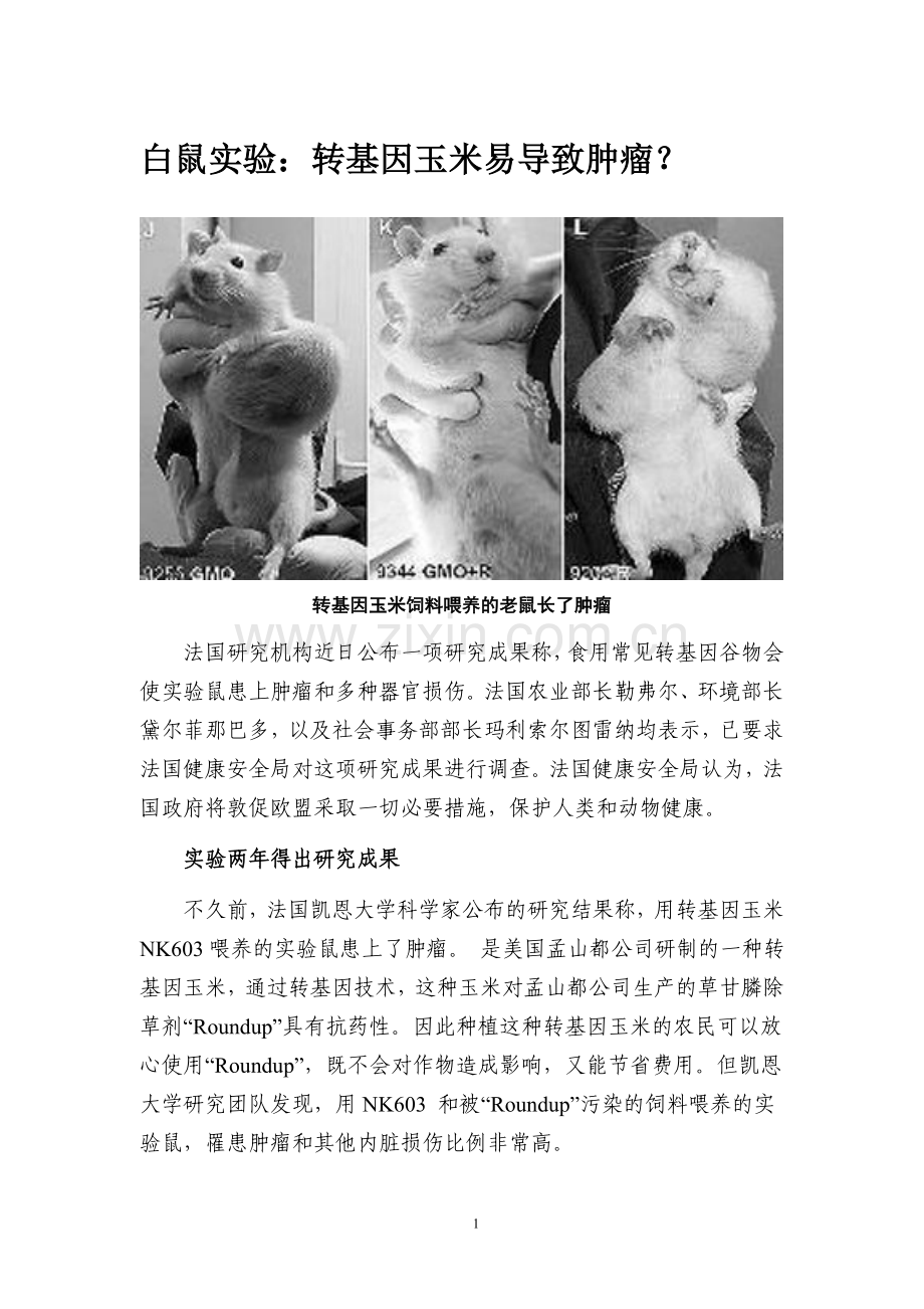 白鼠实验：转基因玉米易导致肿瘤？.doc_第1页