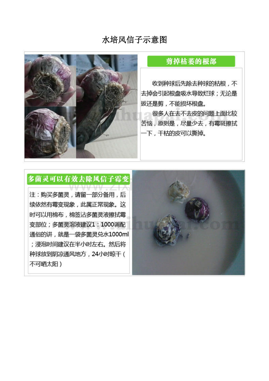 水培风信子示意图富贵竹.doc_第1页