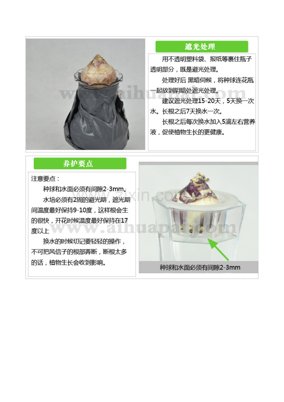 水培风信子示意图富贵竹.doc_第2页
