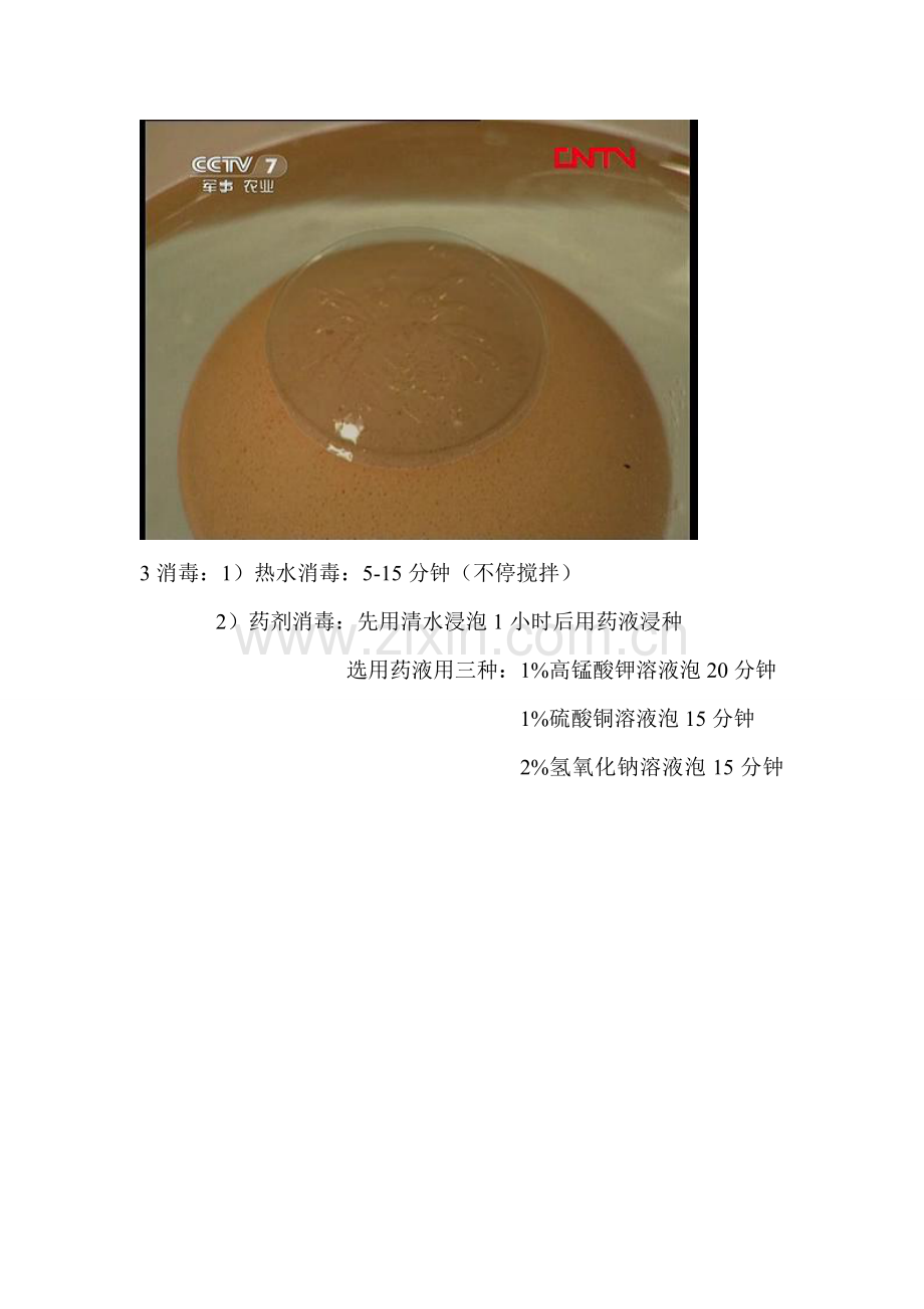 种子催芽技术.doc_第2页