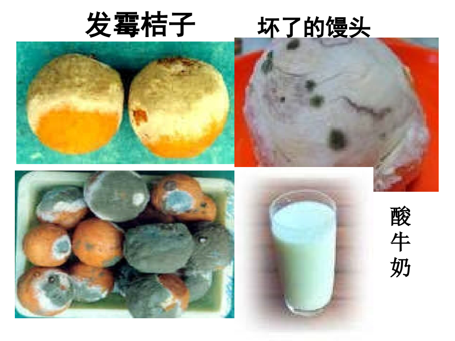 八年级生物细菌和真菌的分布.ppt_第1页