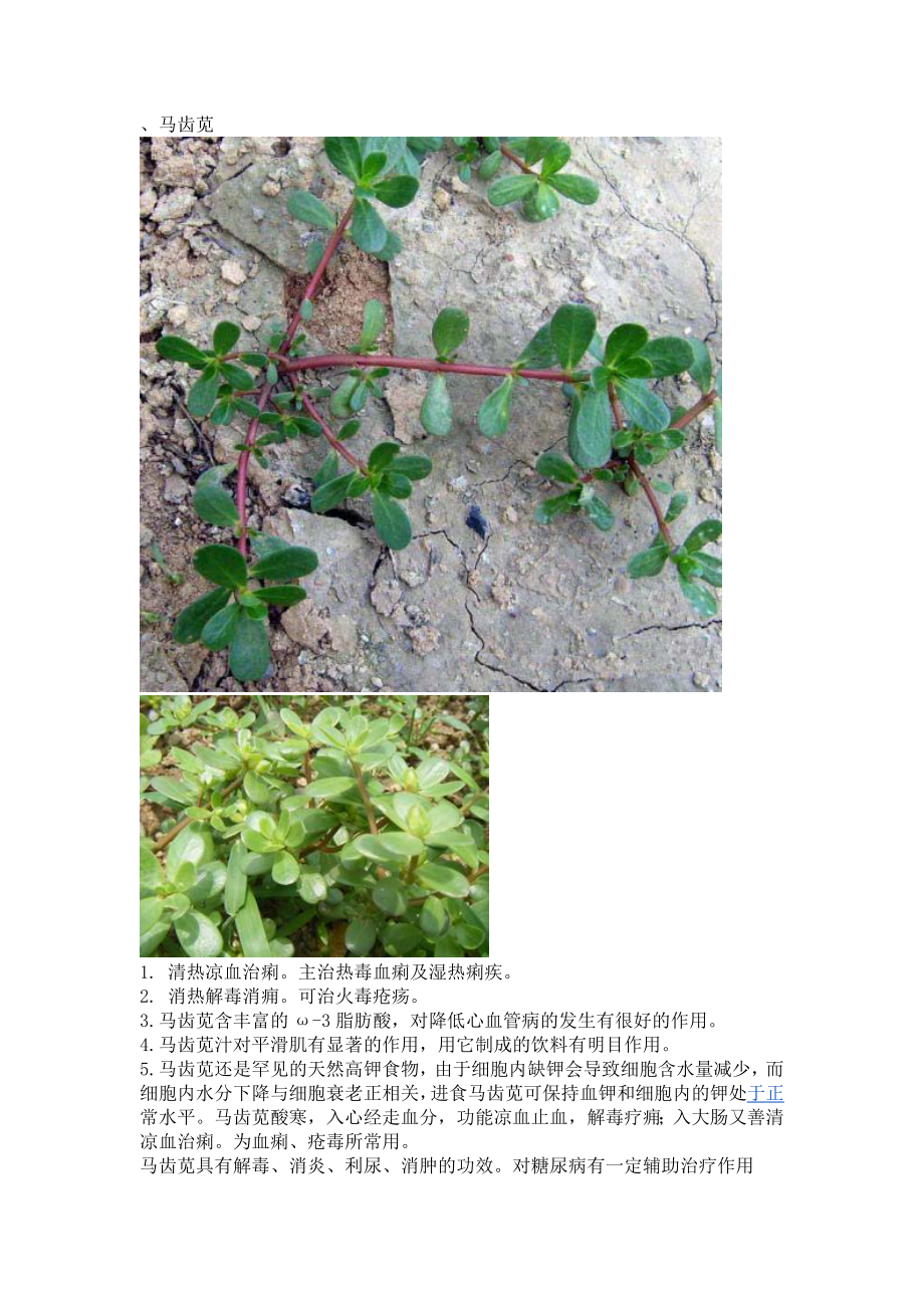 乡间植物(临浯).doc_第1页