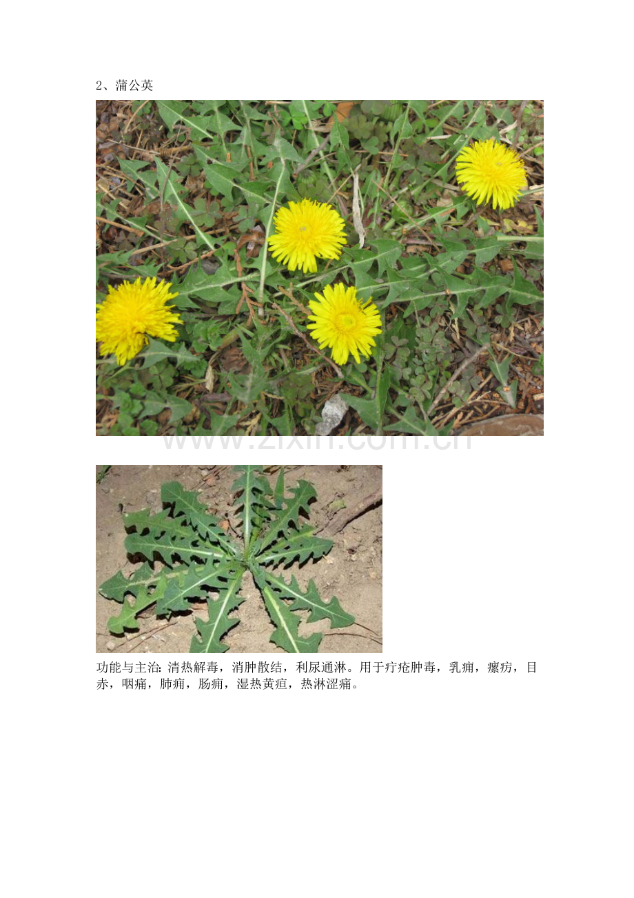 乡间植物(临浯).doc_第2页