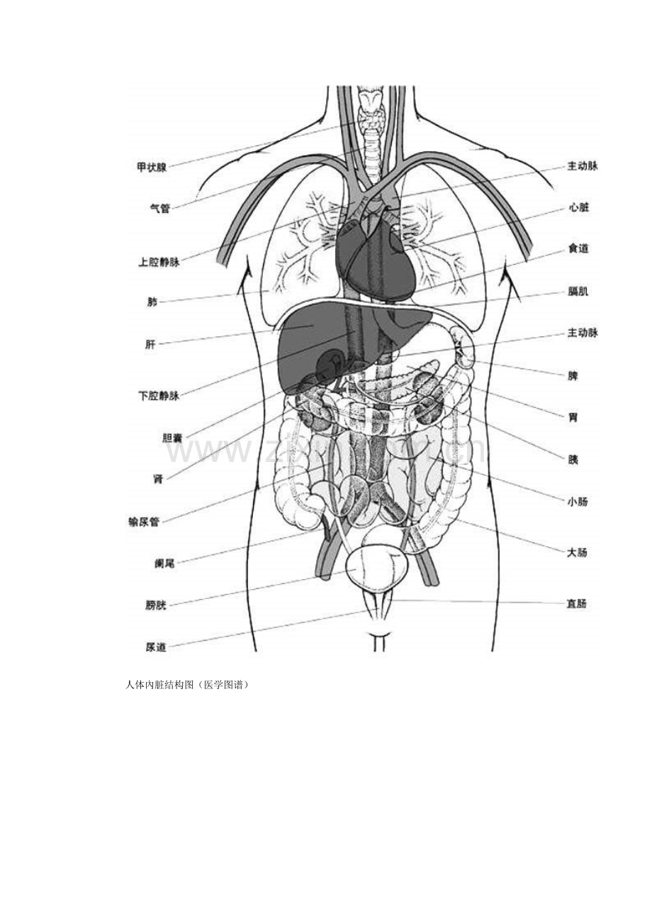 人体腹部结构图.doc_第2页