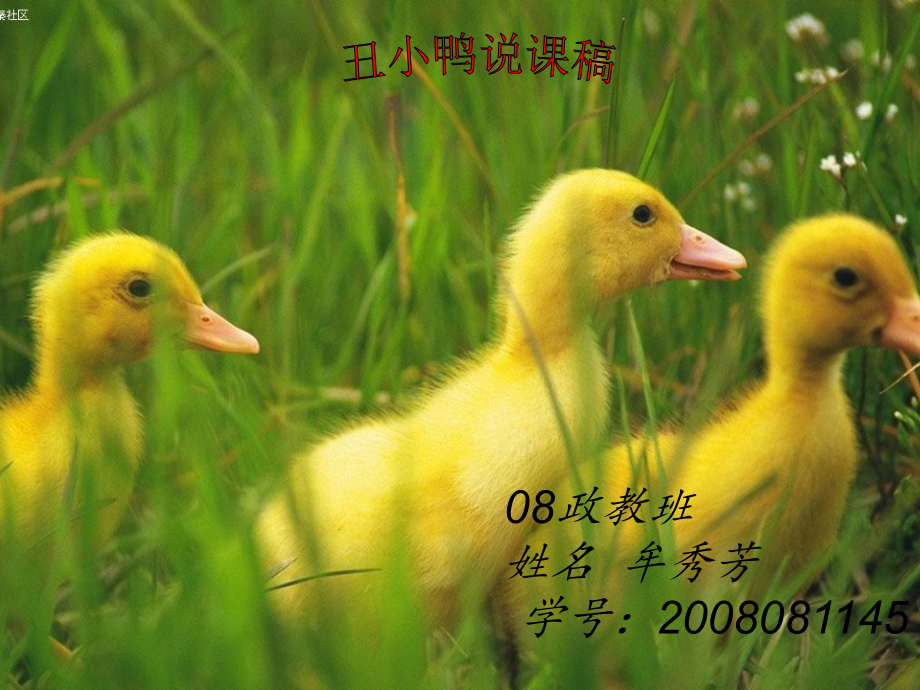 丑小鸭说课稿[1].1.ppt_第1页