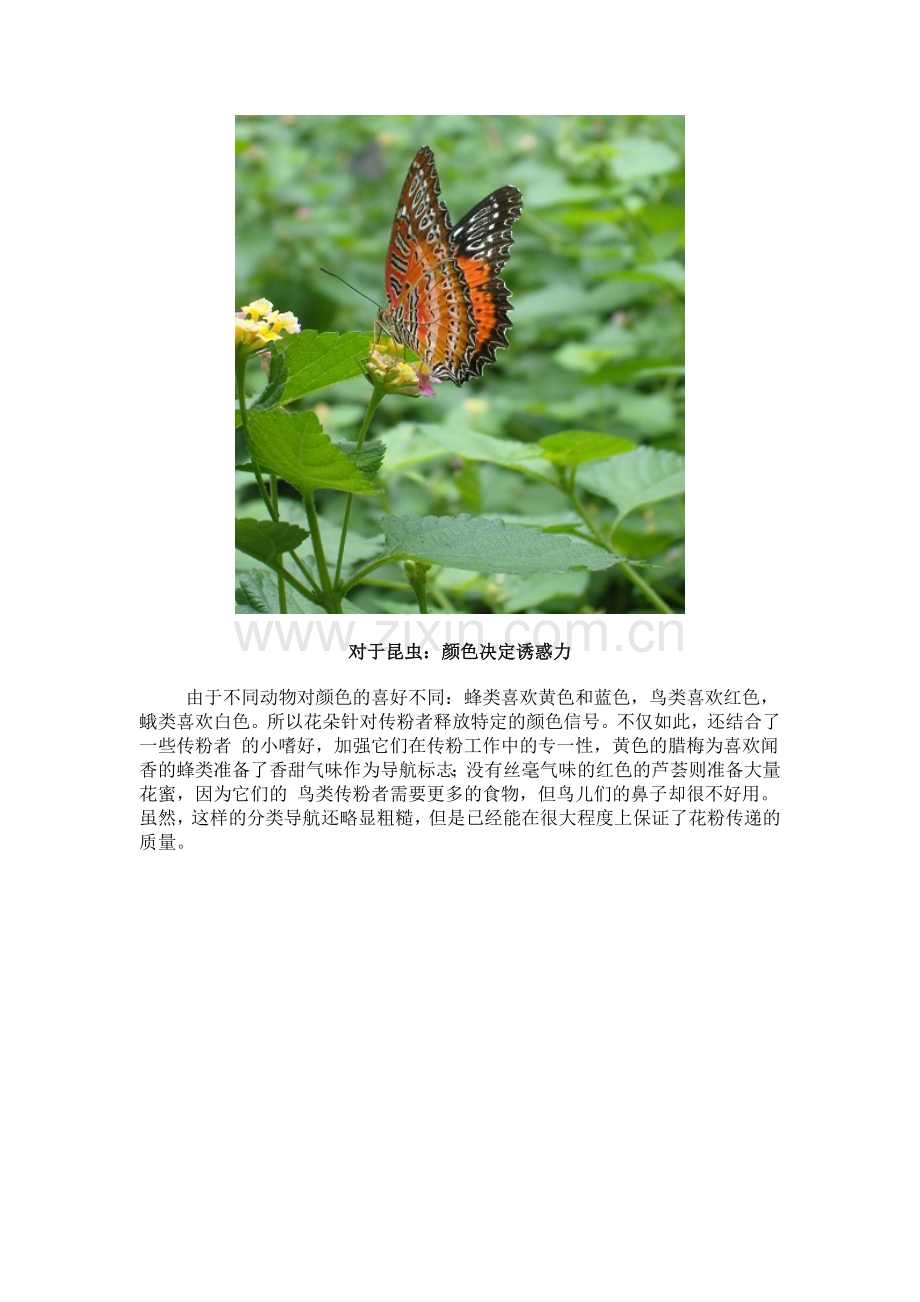 招蜂引蝶是植物家族的头等大事.doc_第2页