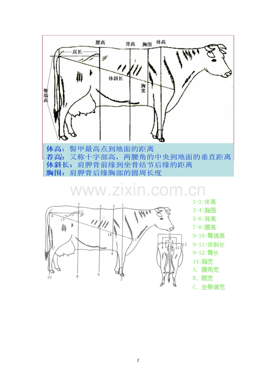 牛体重测量方法(图文).doc_第2页