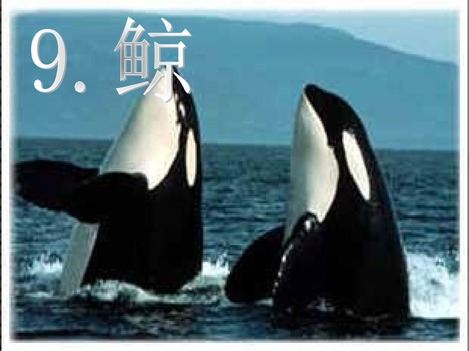 鲸[1]董琴.ppt_第1页