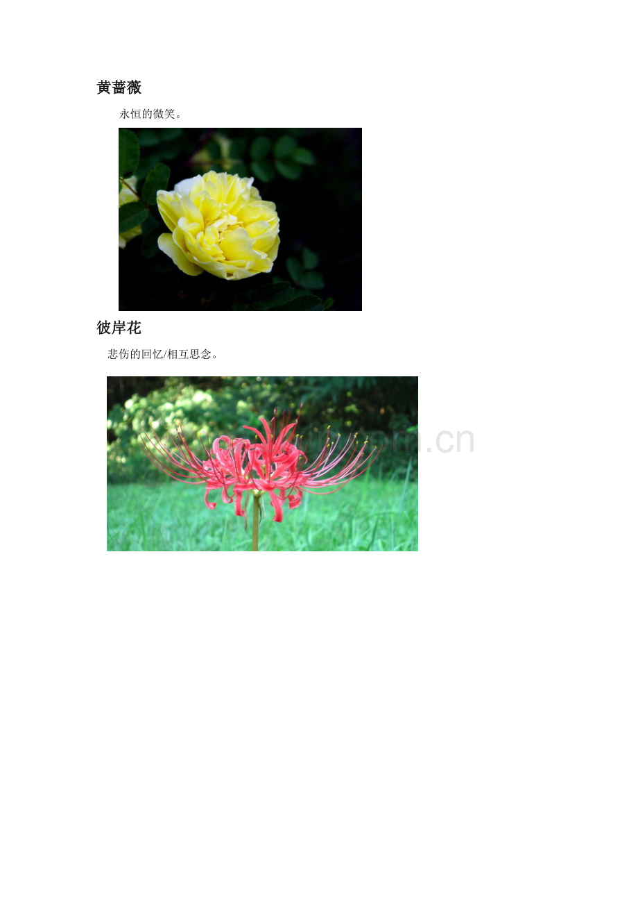 小蝴蝶花-不同花的花语.doc_第2页