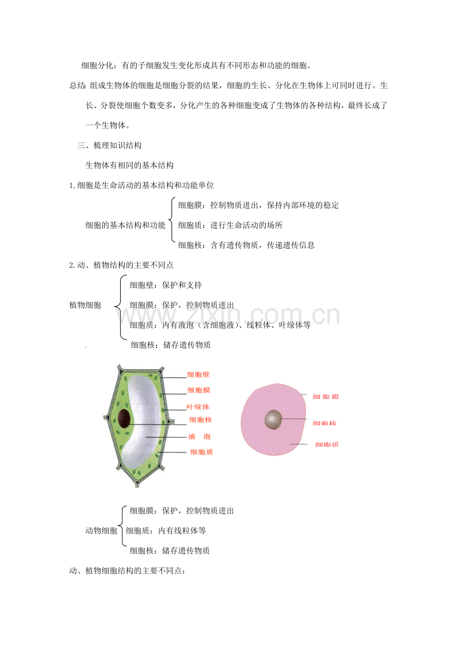 七年级科学上册 第2章 观察生物 第3节 生物体的结构层次教案 （新版）浙教版-（新版）浙教版初中七年级上册自然科学教案.doc_第2页