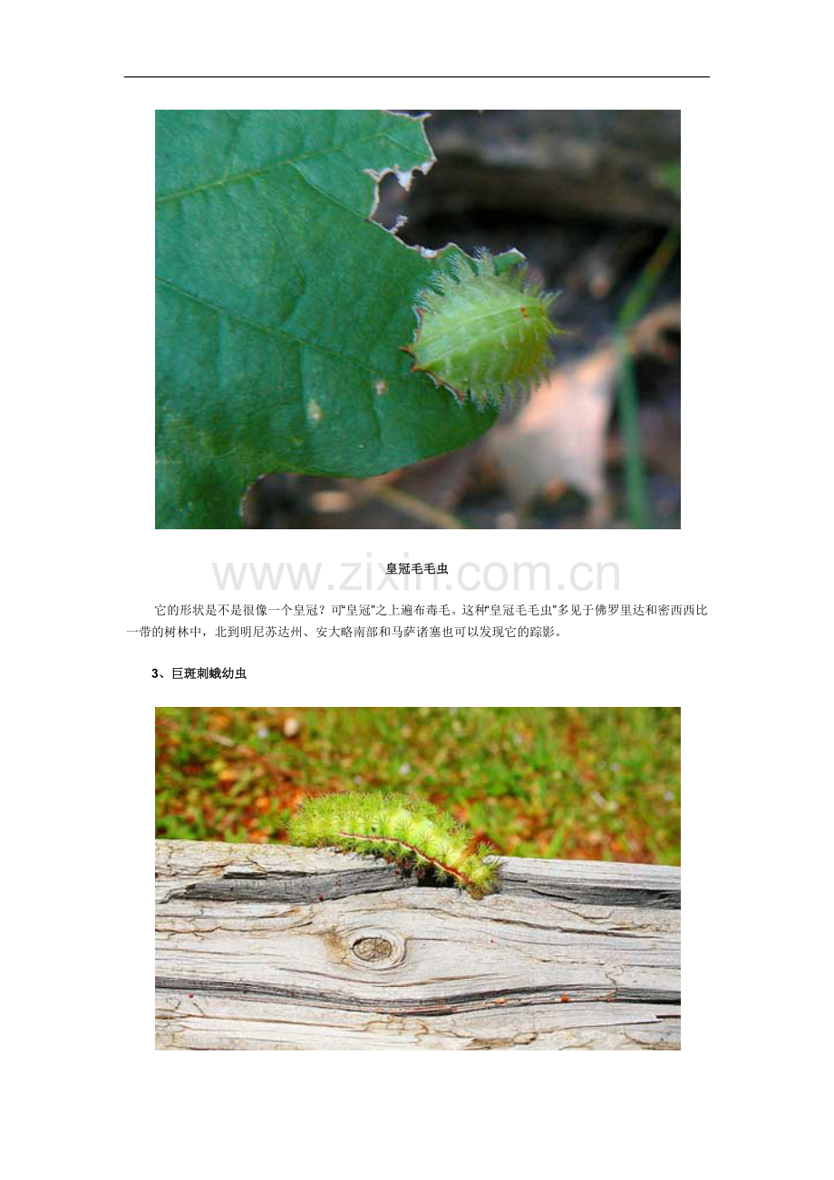 毛毛虫是蝴蝶或蛾子的幼虫.docx_第2页